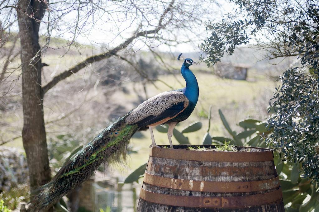 Aldeia Da Mata Pequena Hotel Mafra Eksteriør billede